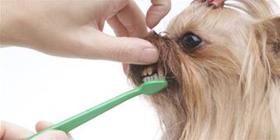 給狗狗刷牙時要注意什麼