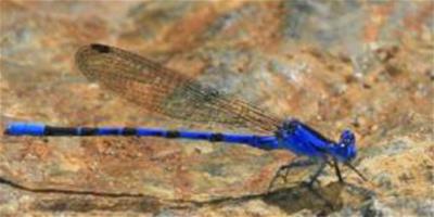 蜻蛉顏色豐富多彩藍色最為常見