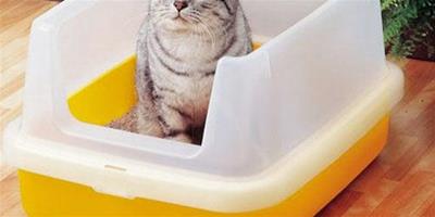 貓砂盆怎麼訓練貓咪使用？