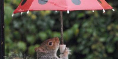 動物趣事：松鼠雨天撐傘避雨