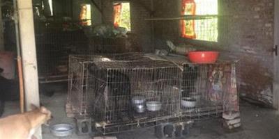 阿伯為寵物操勞一生 去世後51只狗狗被收養