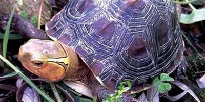 觀賞龜的飼養 陸棲龜家庭飼養的設施要求
