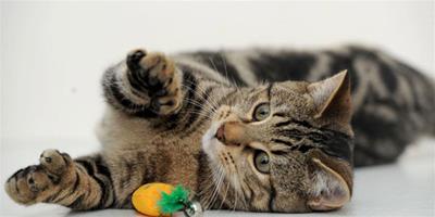 英國動物救助中心為多趾被棄小貓尋歸宿