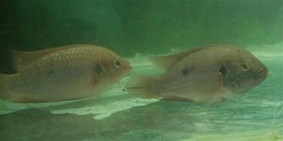 紅寶石魚飼料 紅蟲水蚯蚓麵包蟲等活體