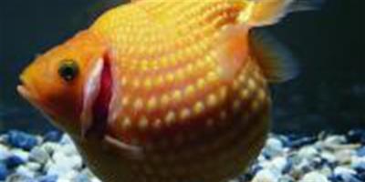 珍珠鱗金魚的詳細介紹