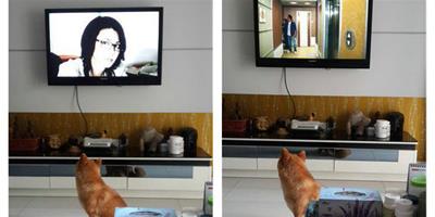 狗狗也是電視迷，陪家長看電視