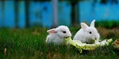 如何鑒別兔兔牧草的品質？