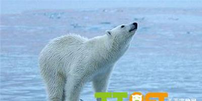 北極熊面臨生存危機