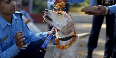 人類最忠實的朋友！尼泊爾“印度節”感謝狗狗
