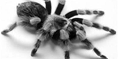 飼養蜘蛛需知道的5個注意事項