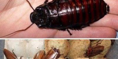 美國男子臥室養20萬隻蟑螂當寵物