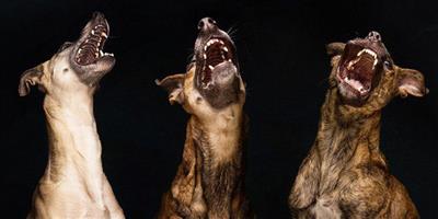 德攝影師為寵物狗拍自然個性萌照