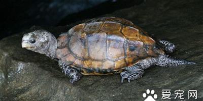 野生平胸龜 平胸龜的室內飼養需要注意事項