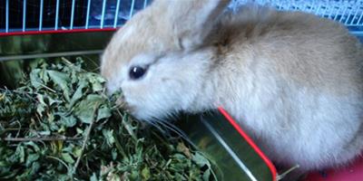 兔子怎麼養才不會死 新鮮蔬果要少喂