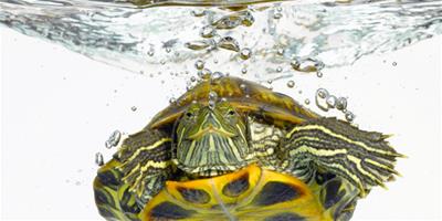 巴西龜怎麼養 養巴西龜注意事項