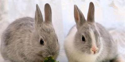 兔子吃的乾草 乾草有助於兔兔磨牙