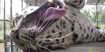 美國動物園豹子享受管理員按摩神態愜意