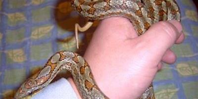 你知道寵物蛇生活習性嗎
