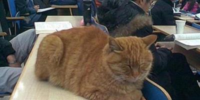 北大學貓與學子一起上哲學課 真是一只有文化的貓