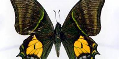 金斑喙鳳蝶的形態特徵