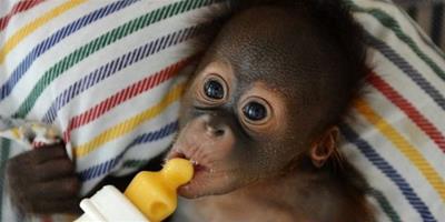 印尼動物管理員當“奶媽”，照顧被拋棄小猩猩
