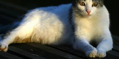 貓多大能做絕育 貓咪生理發育成熟後