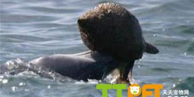 海豚利用大海螺殼捕魚