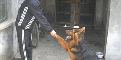 德國牧羊犬握手訓練方法