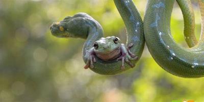 天敵和睦相處，樹蛙微笑趴在樹蟒身