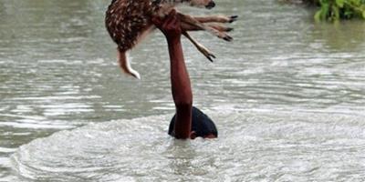 孟加拉少年洪流中單手救小鹿