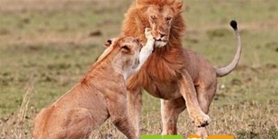 趣聞：雄獅求愛母獅甩耳光拒絕