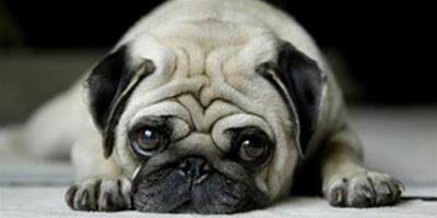 狗狗食物中毒會有什麼症狀