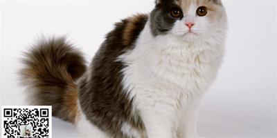 怎麼判斷貓咪是否失明？