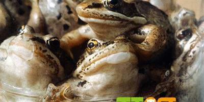 木蛙能在身體凍結狀態下生存4周