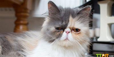 英國寵物貓表情憂鬱爆紅網路