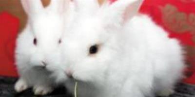 兔子鼻炎吃什麼藥 首先去改善環境