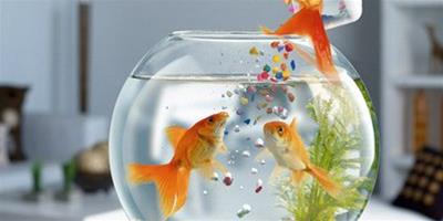 【方法】怎麼減少金魚水中寄生蟲？