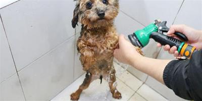 給寵物洗澡容易忽視的部分