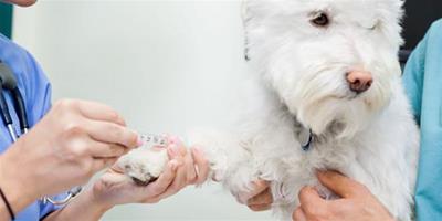給幼犬注射疫苗要注意的事項