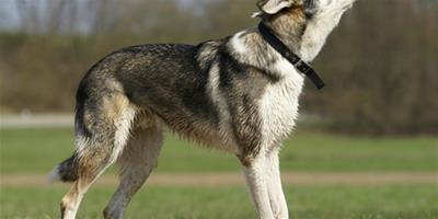 德國牧羊犬和狼狗的區別?如何區分?