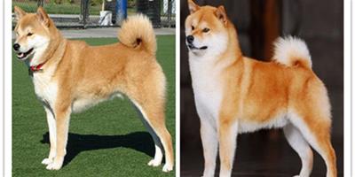 柴犬和秋田犬有哪些不同點