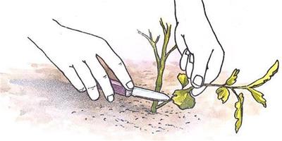 高手花卉播種扡插法，發芽生根分分鐘
