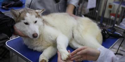 怎麼給阿拉斯加雪橇犬梳毛才比較正確呢