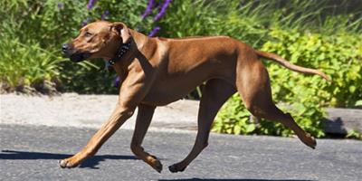 非常優秀的狩獵犬---羅得西亞背脊犬