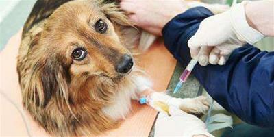 給狗狗注射疫苗有什麼要注意的