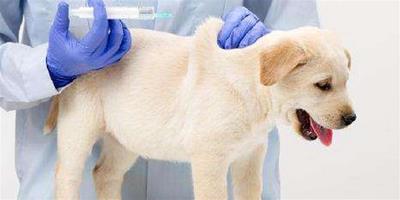 狗狗疫苗過後需要注意什麼