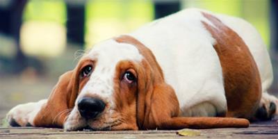 狗狗容易患上的眼睛疾病有哪些