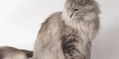 長毛貓 飼養挪威森林貓要注意的問題