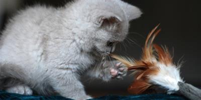 中型貓之折耳貓有什麼遺傳病