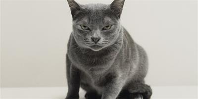 中小型貓之俄羅斯藍貓好養嗎